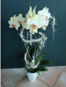 Geschenkidee Orchidee
